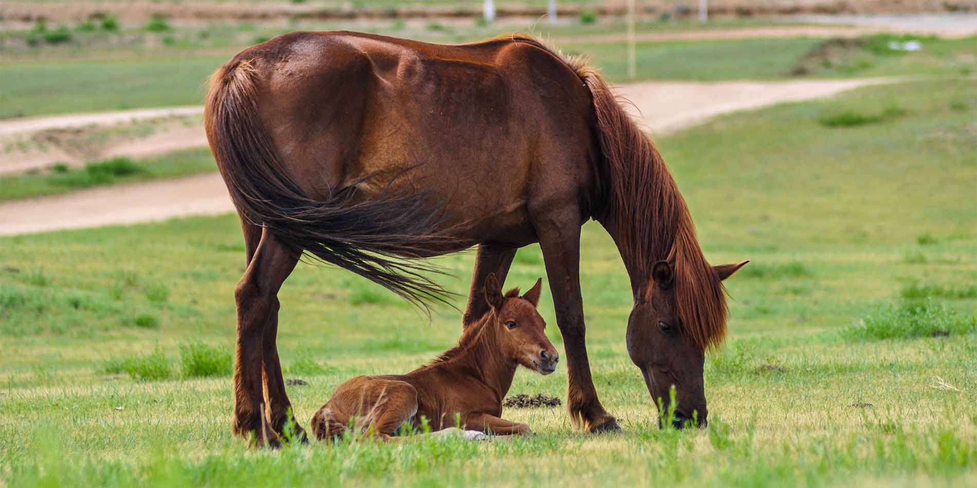 horse 