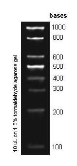 100 b RNA Ladder Figure 1