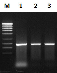 Figure 2. Removal of Primer-Dimers