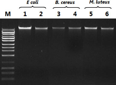 Bacterial Genomic DNA Isolation Kit Figure 1