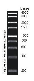 1kb RNA Ladder  Figure 1