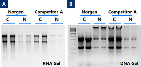 Cytoplasmic and Nuclear RNA Purification Kit Figure 2