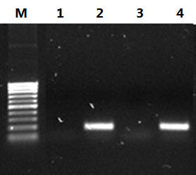 Cytoplasmic and Nuclear RNA Purification Kit Figure 3