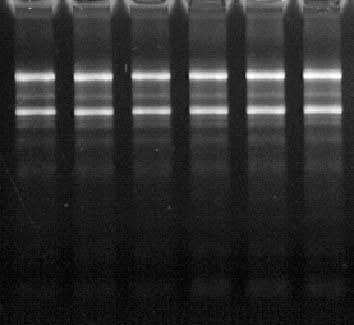 Figure 1. Leukocyte RNA Purification Kit