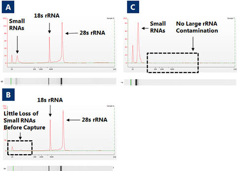 Figure 2. microRNA Purification Kit 