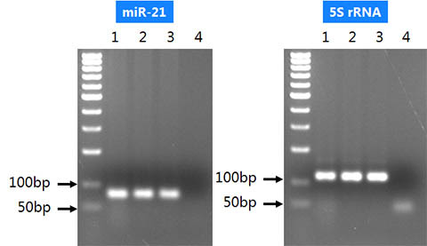 Figure 3. microRNA Purification Kit 