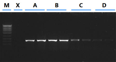 Milk Bacterial DNA Isolation Kit Figure 2