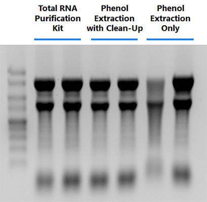 Figure 1. Effective Clean-Up to Produce High Quality Total RNA with Complete Size Diversity