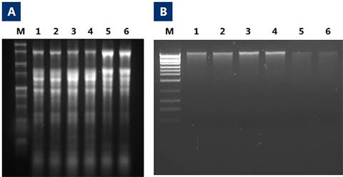 Figure 1.  Isolation of Total RNA and Genomic DNA