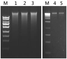 Genomic DNA Isolation Kit Figure 1