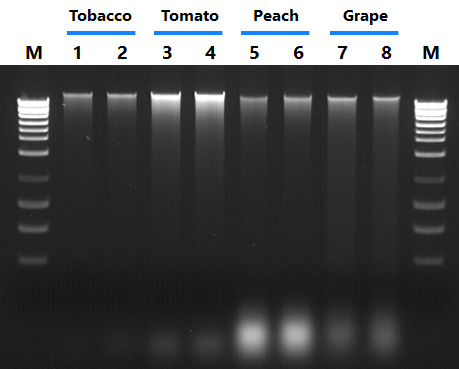 Figure 1.  Isolate DNA from a Wide Range of Plants