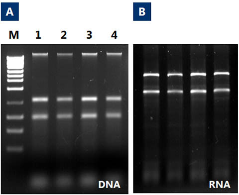 Figure 1.  High Yield and Purity of RNA and DNA