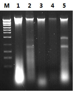 Figure 1. DNA Isolation from Different Fungi Species and Yeast