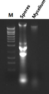 Figure 2. DNA can be Isolated from Spores and Mycelium