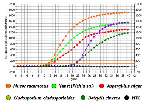 Figure 3. Identification of Fungal and Yeast Species in a Real-time PCR (SYBR Green)