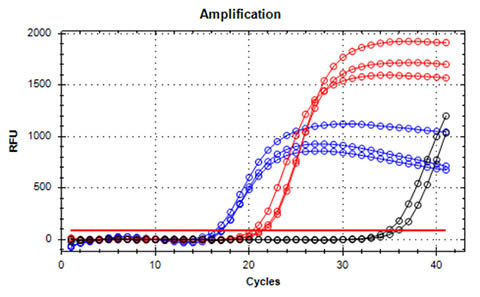 Figure 3.  High Quality DNA confirmed by Real-time PCR