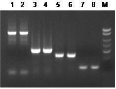 Figure 1.  Successful Amplification of Different Sized Amplicons