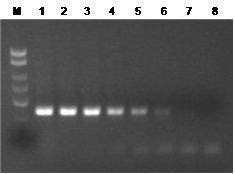 Figure 2.  Robust Amplification from Different Amounts of RNA Input