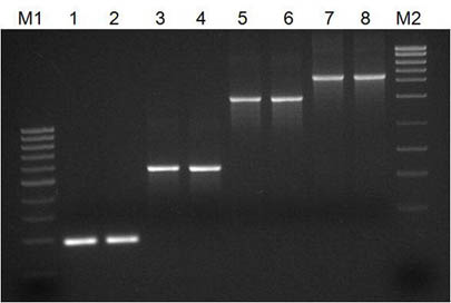 Figure 1.  Successful Amplification of Different Sized Amplicons