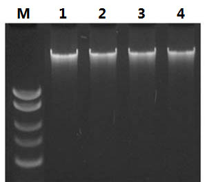 Figure 5. High Yields of DNA