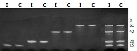 Figure 1.  High Integrity of Purified DNA Oligonucleotides