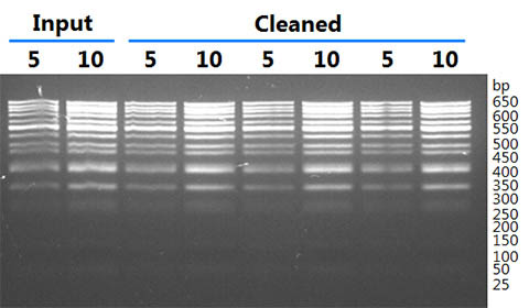 Figure 2.  Integrity of Purified dsDNA