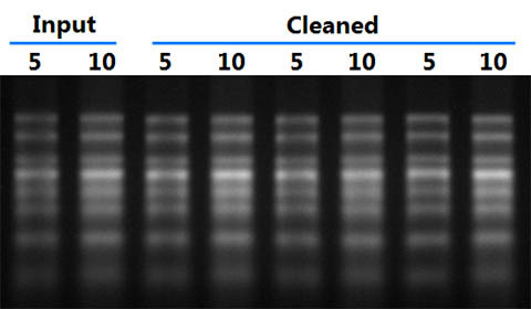 Figure 3.  High Integrity of Purified RNA