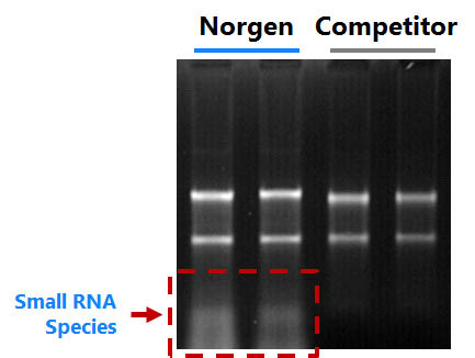 Figure 1.  High Quality RNA with Complete Size Range