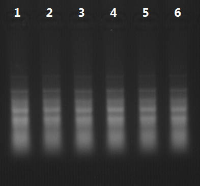 Figure 1.  Total RNA Profile