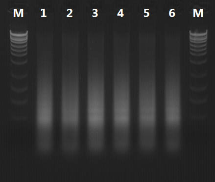 Figure 3.  Isolation of Genomic DNA