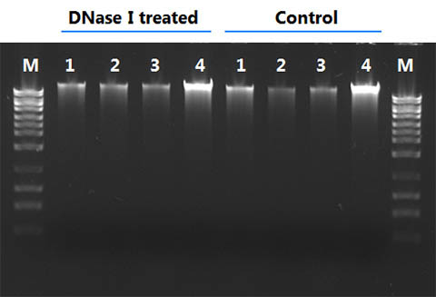 Figure 1.  Effective Host Genomic DNA Removal