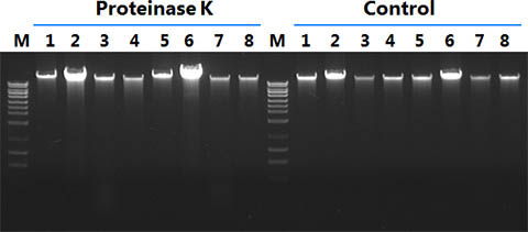 Figure 2.  Optional Proteinase K Treatment Improves Yield