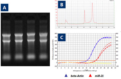 RNA/Protein Purification Plus Kit Figure 1