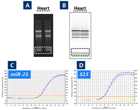 Figure 1. Recovery of True Total RNA including microRNA from Hamster Liver using Norgen's RNA/DNA Purification Kit