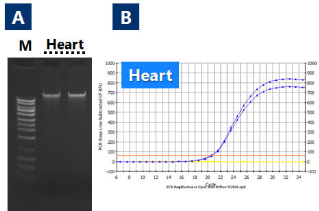 Figure 2. Recovery of Intact, High Quality Genomic DNA from Hamster Liver using Norgen's RNA/DNA Purification Kit