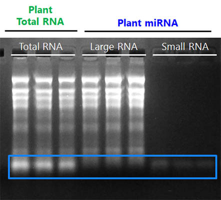 Plant microRNA Purification Kit Figure 1