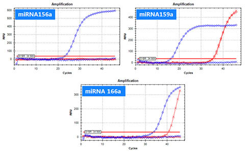 Plant microRNA Purification Kit Figure 2