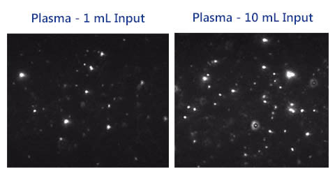 Figure 2. Intact exosomes purified from 1 mL and 10 mL plasma