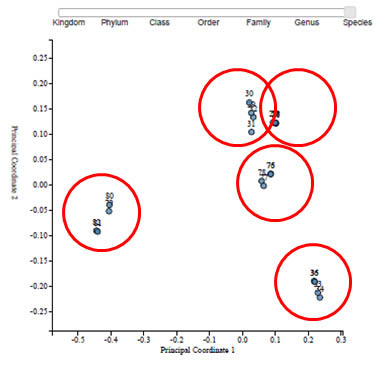 Figure 5. Principal Coordinate Analysis (PCoA) generated by MiSeq