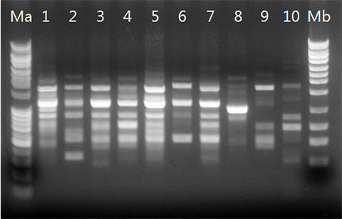 Olive Oil DNA Isolation Kit Figure 2