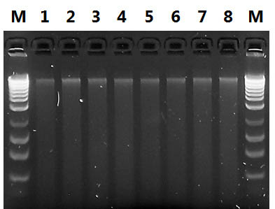 Figure 6. Resolution of DNA Isolated from Top Soil