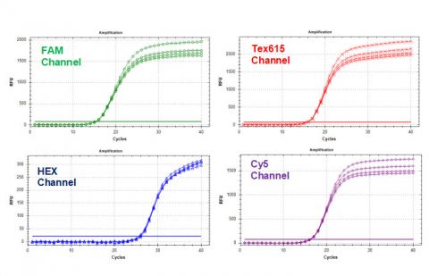 HLVd/LCV/CanCV TaqMan RT-PCR Kit Figure 1