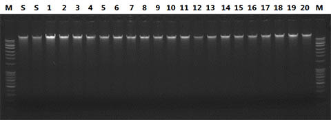 Figure 1.  Consistent DNA Isolation