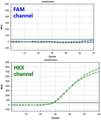 Figure 2. HBV TaqMan PCR Kit 