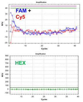 E.coli O157:H7 TaqMan PCR Kit Figure 5