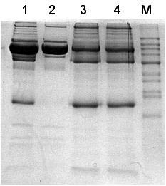 Figure 1.  Depletion of Abundant Proteins