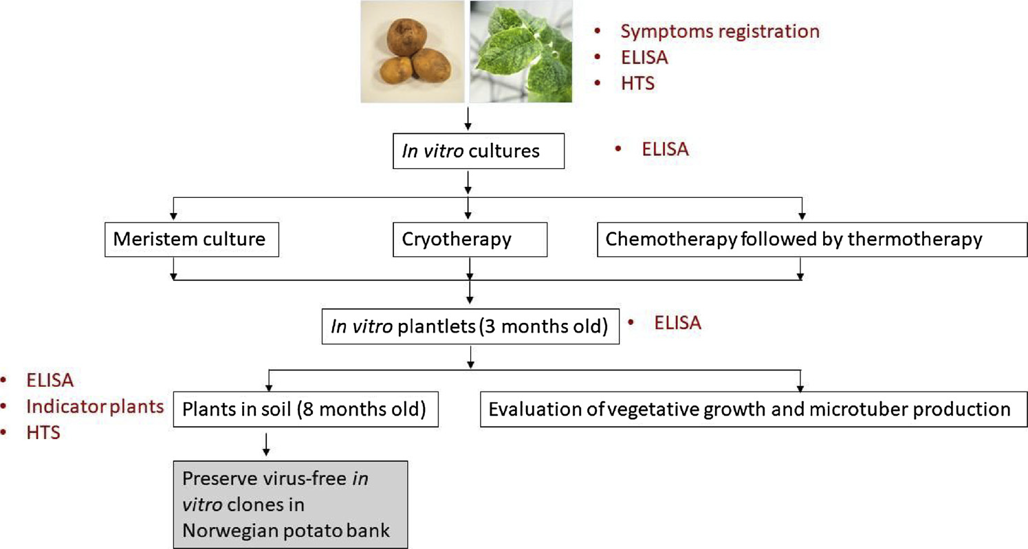 Figure 1: A flow chart of the in vitro therapies and virus detection strategy used in this study.