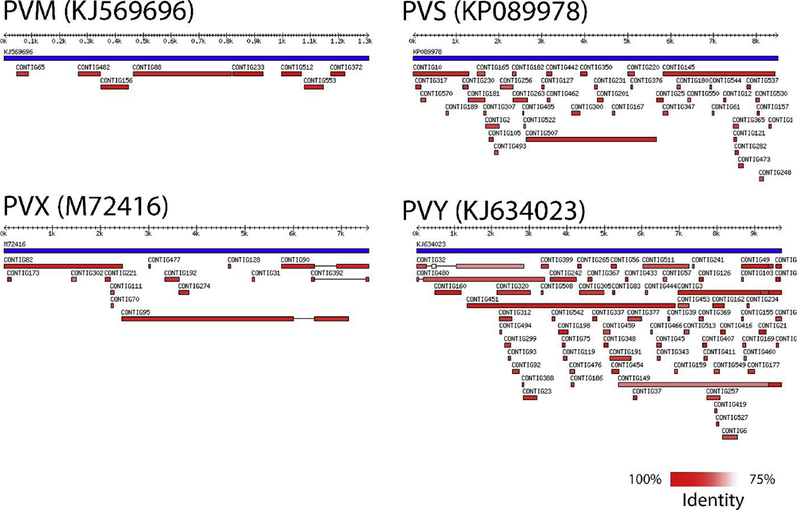 Figure 2: Small RNA-seq data of RNA isolated from symptomatic potato plants. Blue represents the reference virus genomes and red represents assembled virus contigs