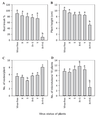 Figure 3. 4 bar graphs showing the virus status of plants