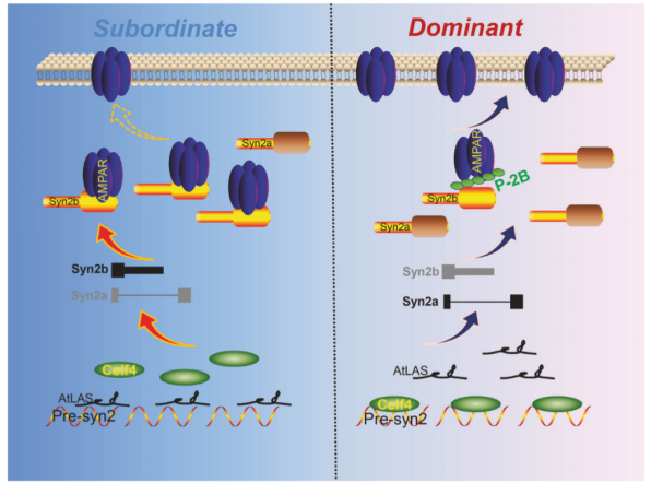 Figure 1. Proposed working model of AtLAS-syn2b in establishing social hierarchy status (Ma et al. 2020)